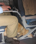 Nesbit sitting under George's seat on a plane while George works on his laptop